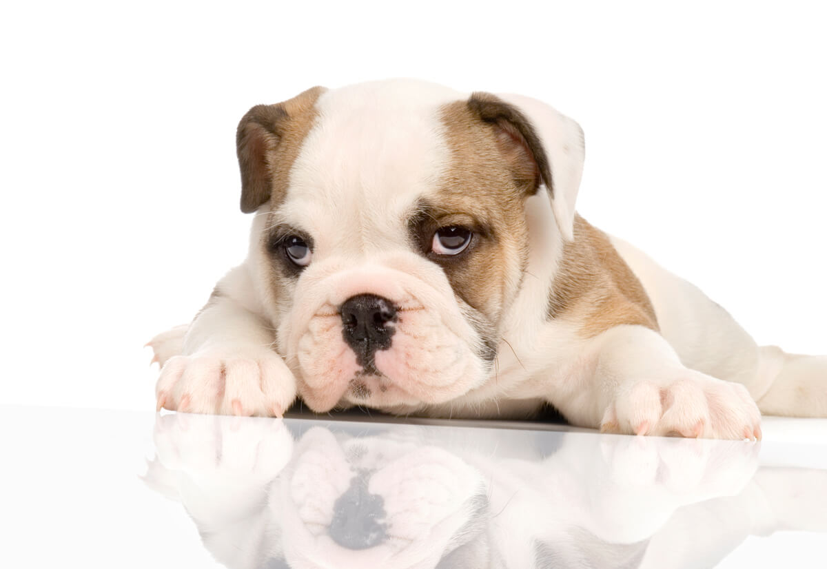 english bulldog supplements